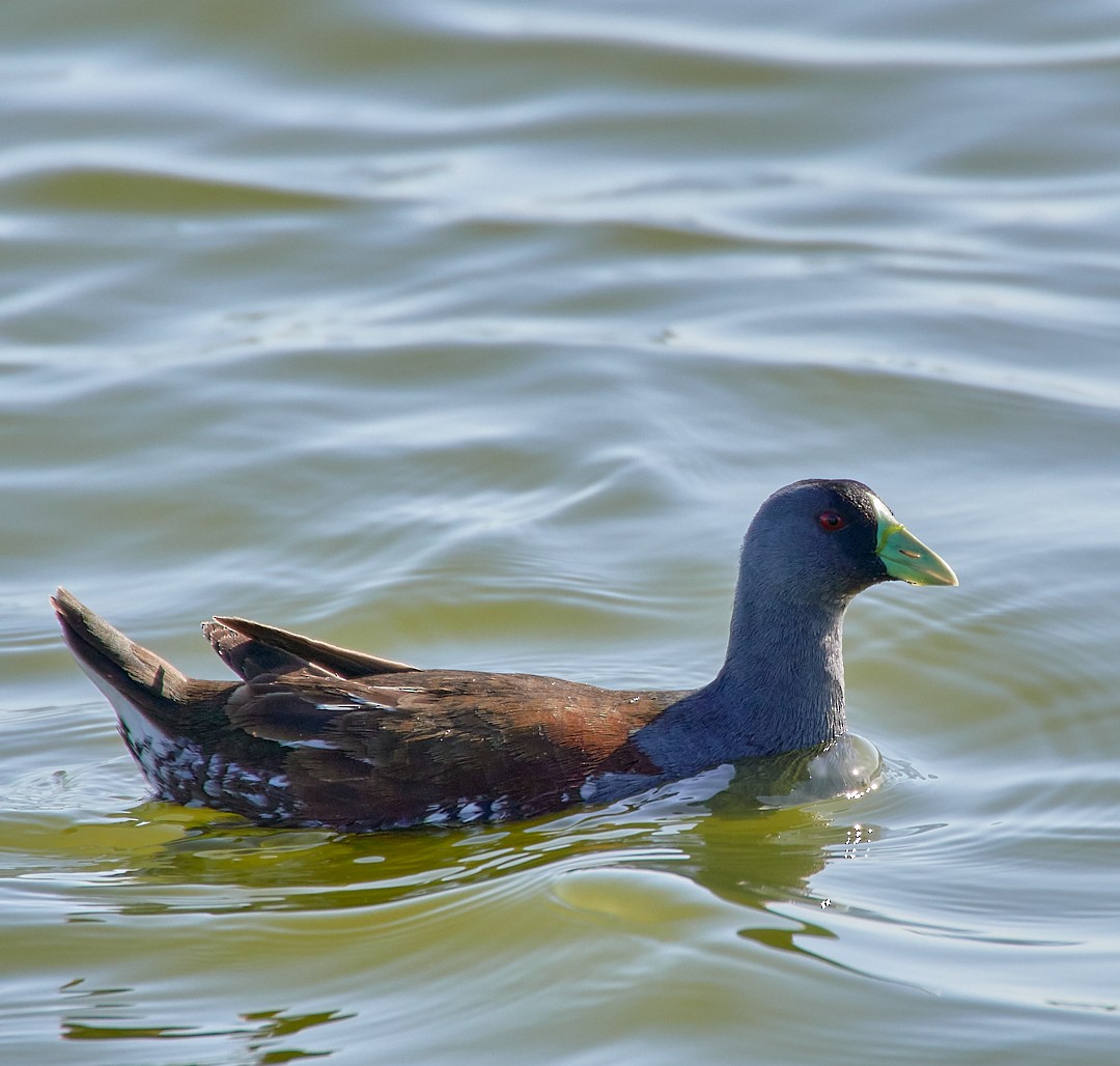 Spot-flanked Gallinule - ML641446435
