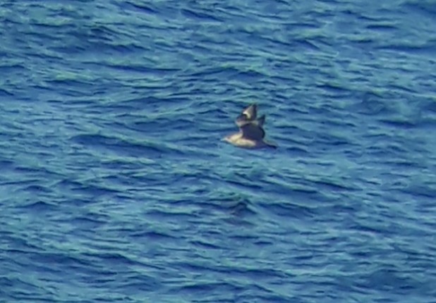 Great Skua - ML641446468
