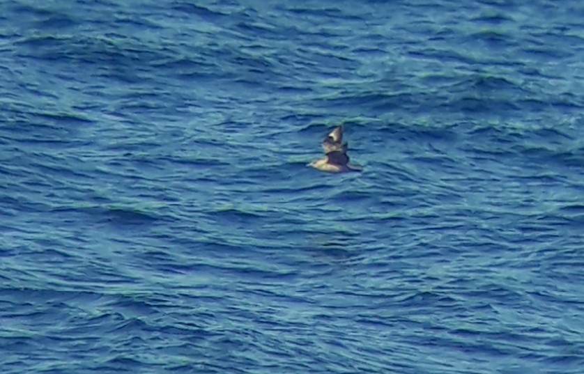 Great Skua - ML641446485