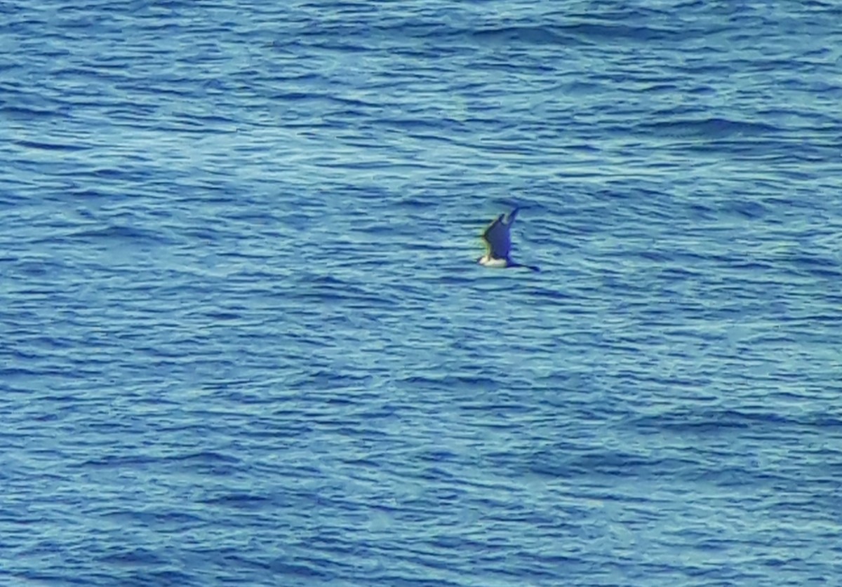 Pomarine Jaeger - ML641446498