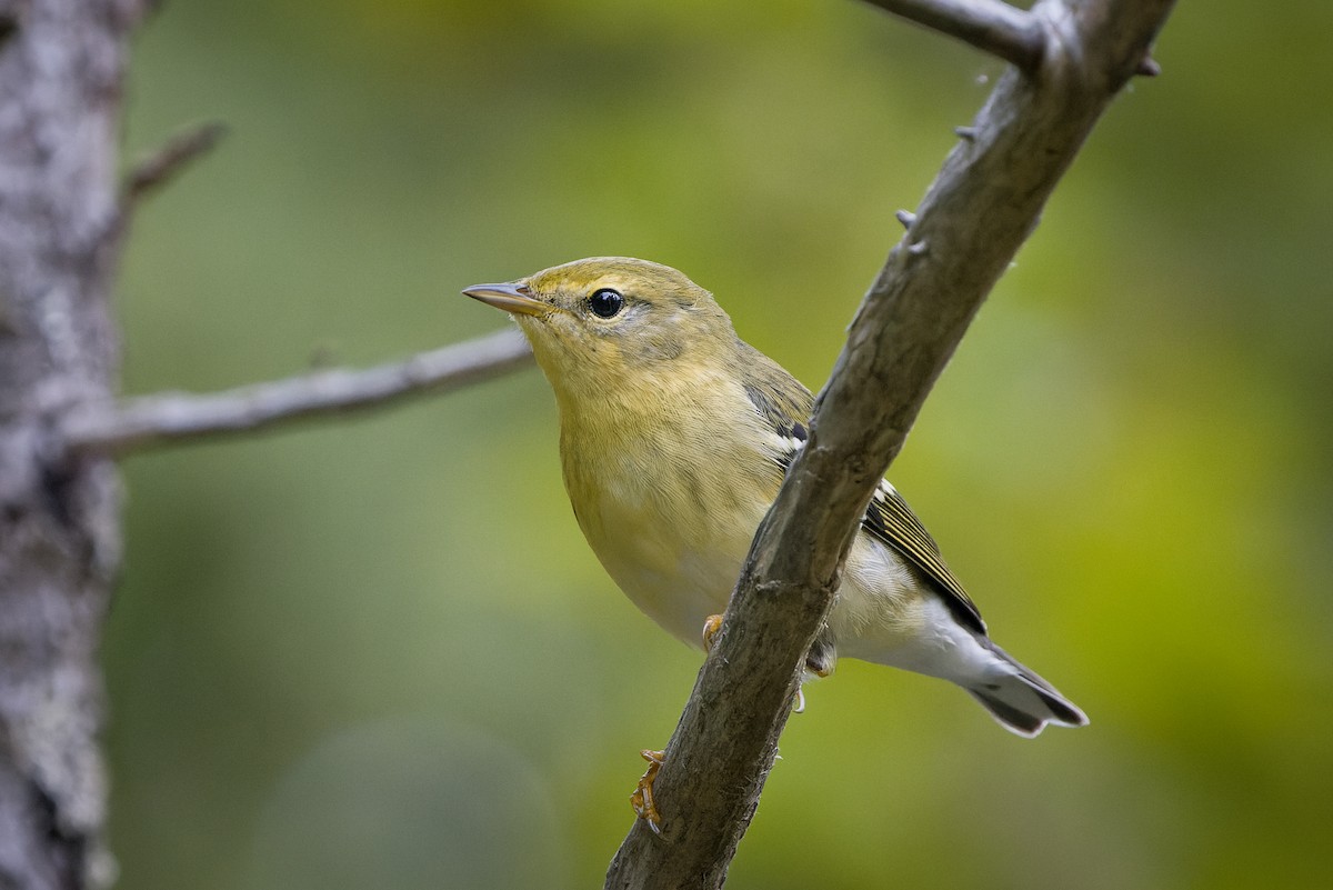 Blackpoll Warbler - ML641446556