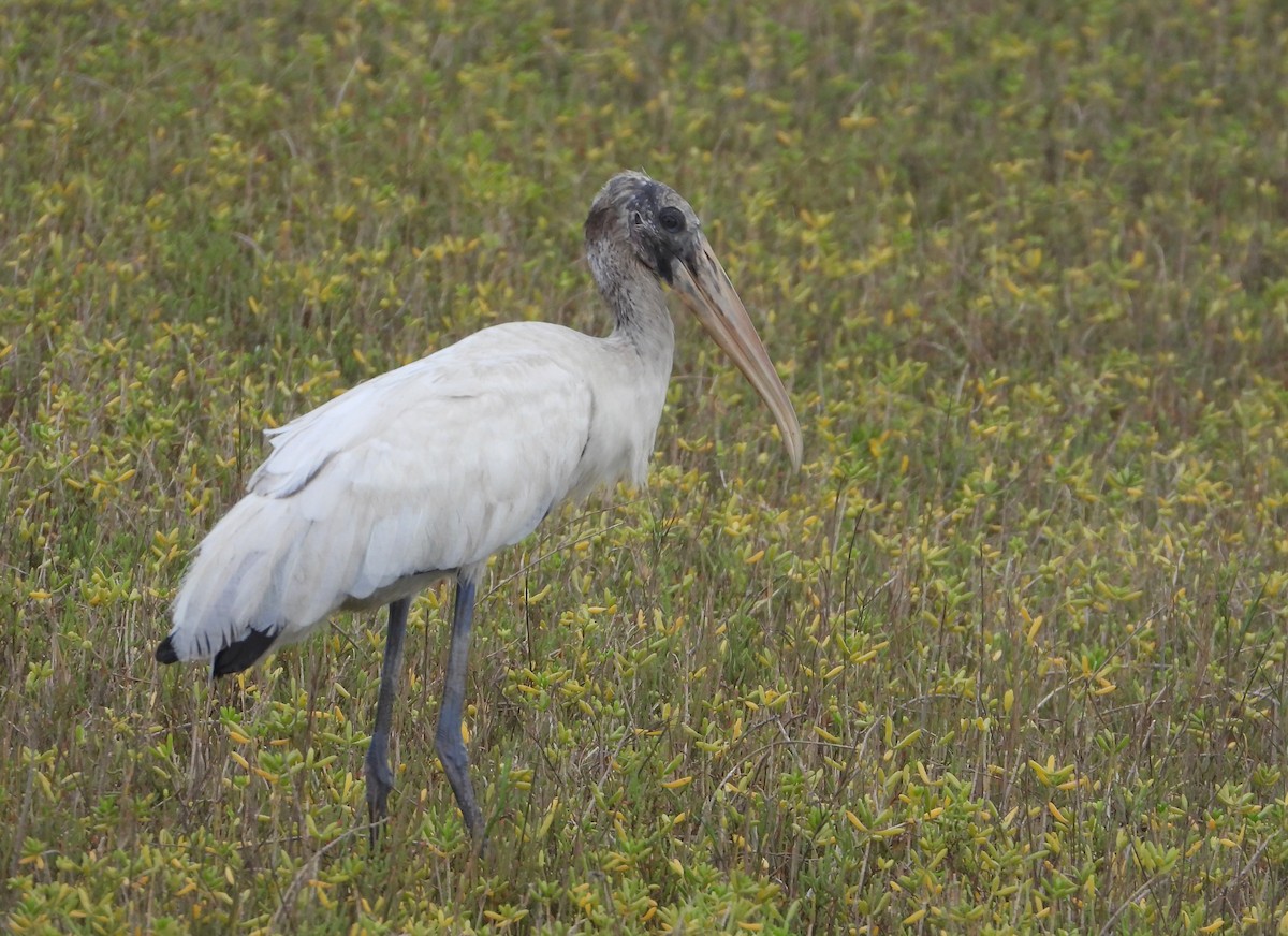 Wood Stork - ML641446561