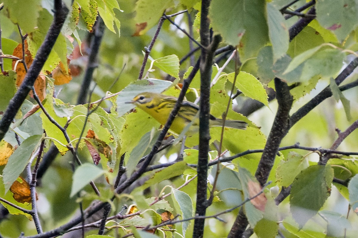 Prairie Warbler - ML641446575