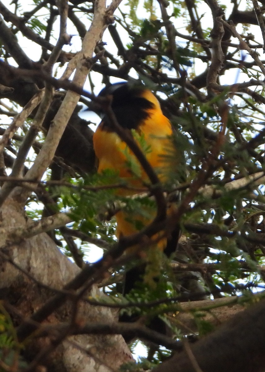 Venezuelan Troupial - ML641446577