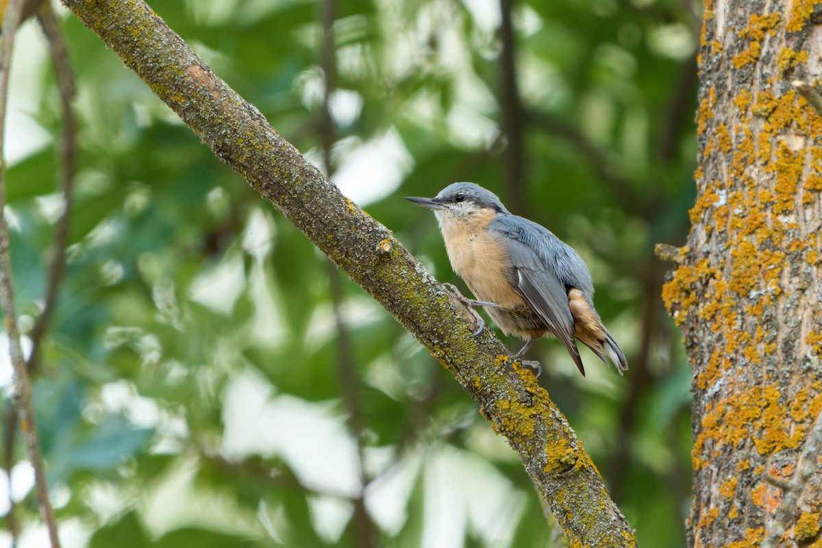 Eurasian Nuthatch (Western) - ML641446592
