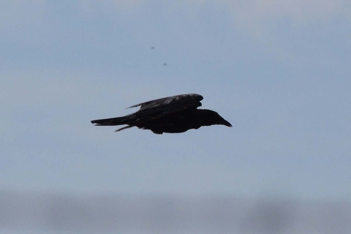 raven sp. - ML641446640