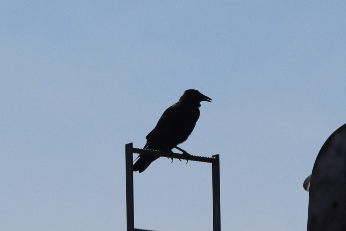 raven sp. - ML641446642