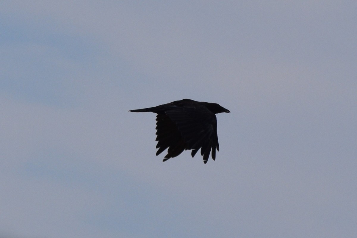 raven sp. - ML641446643