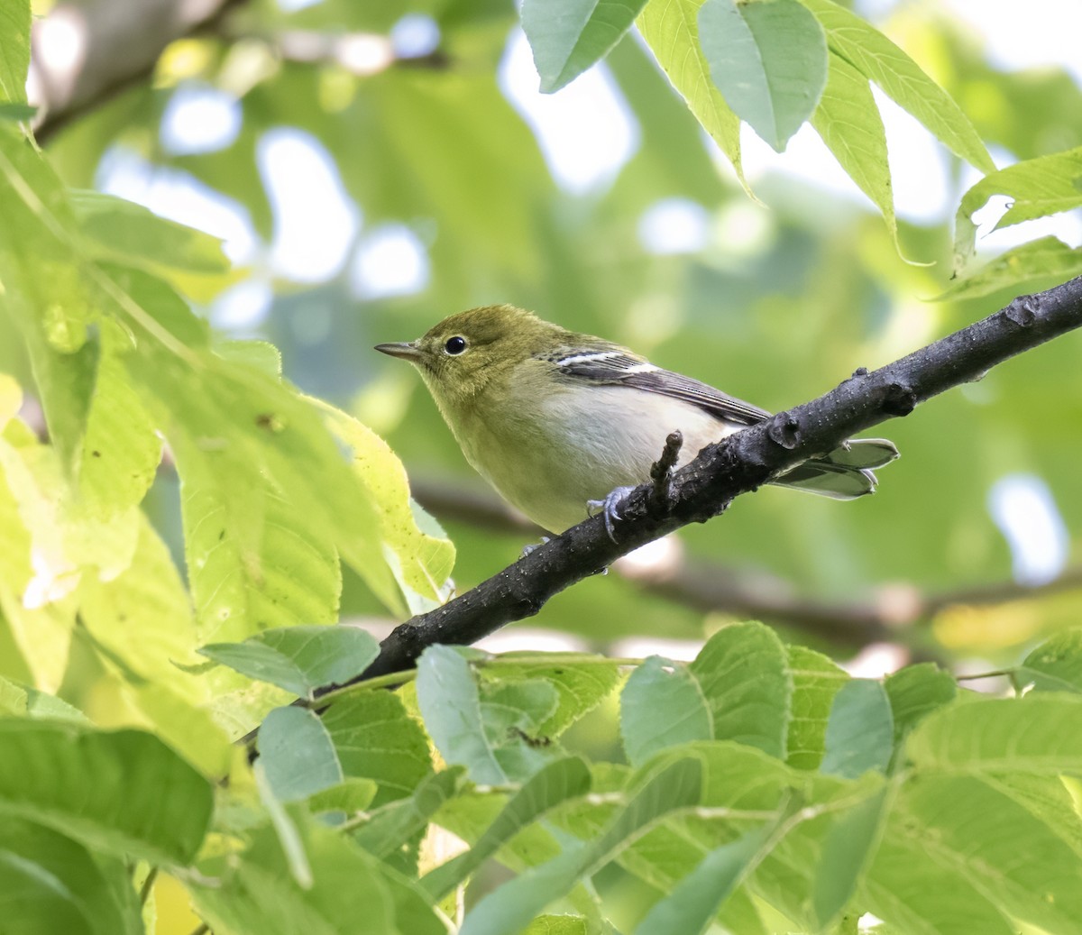 Bay-breasted Warbler - ML641446654