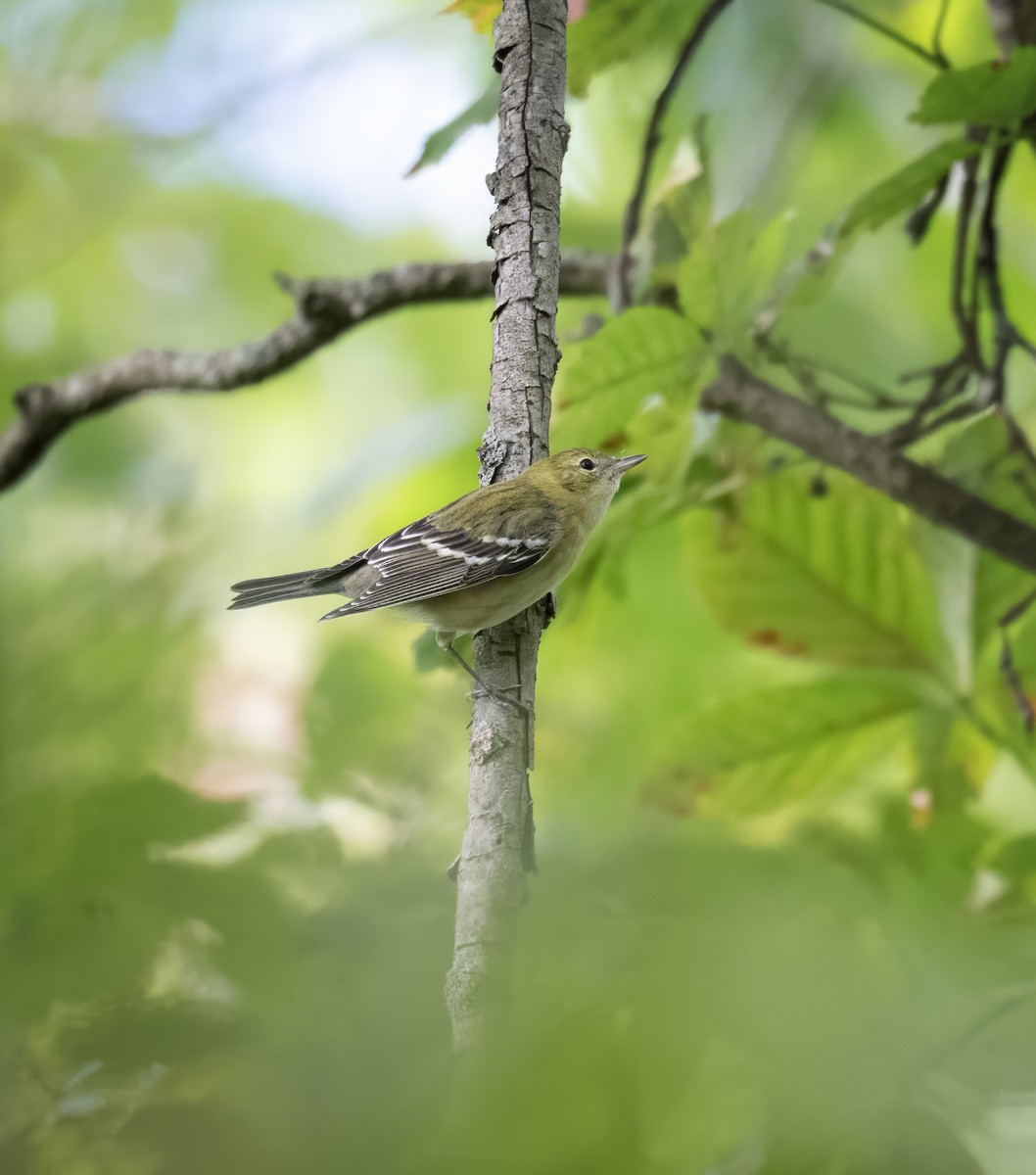 Bay-breasted Warbler - ML641446655