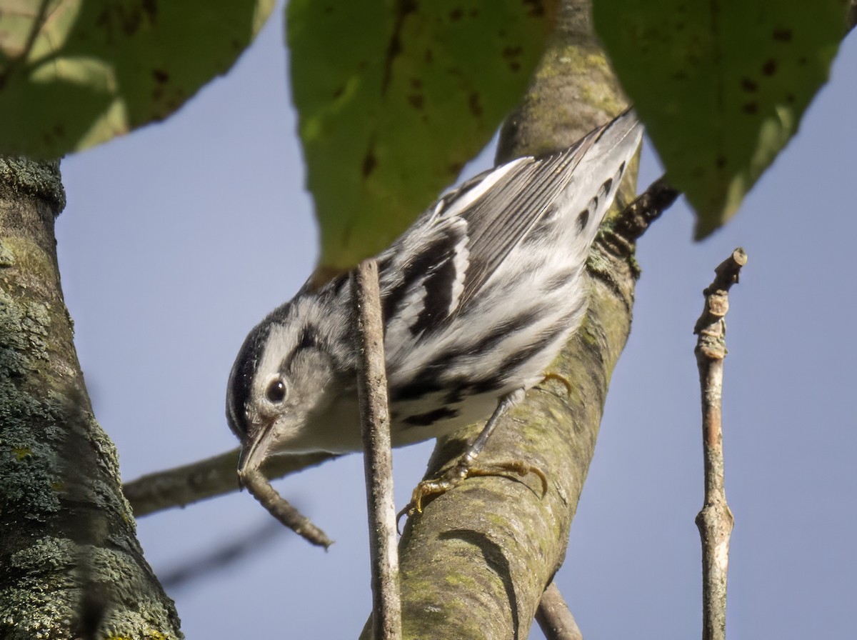 Black-and-white Warbler - ML641446684