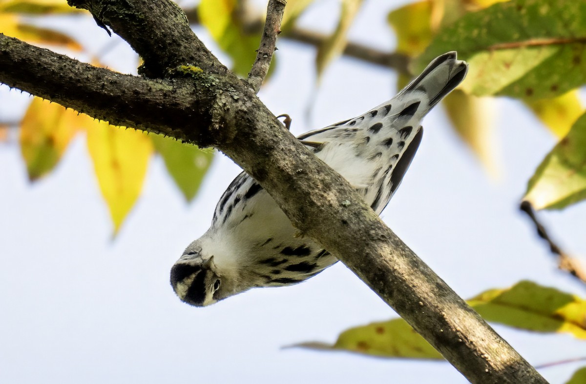 Black-and-white Warbler - ML641446685