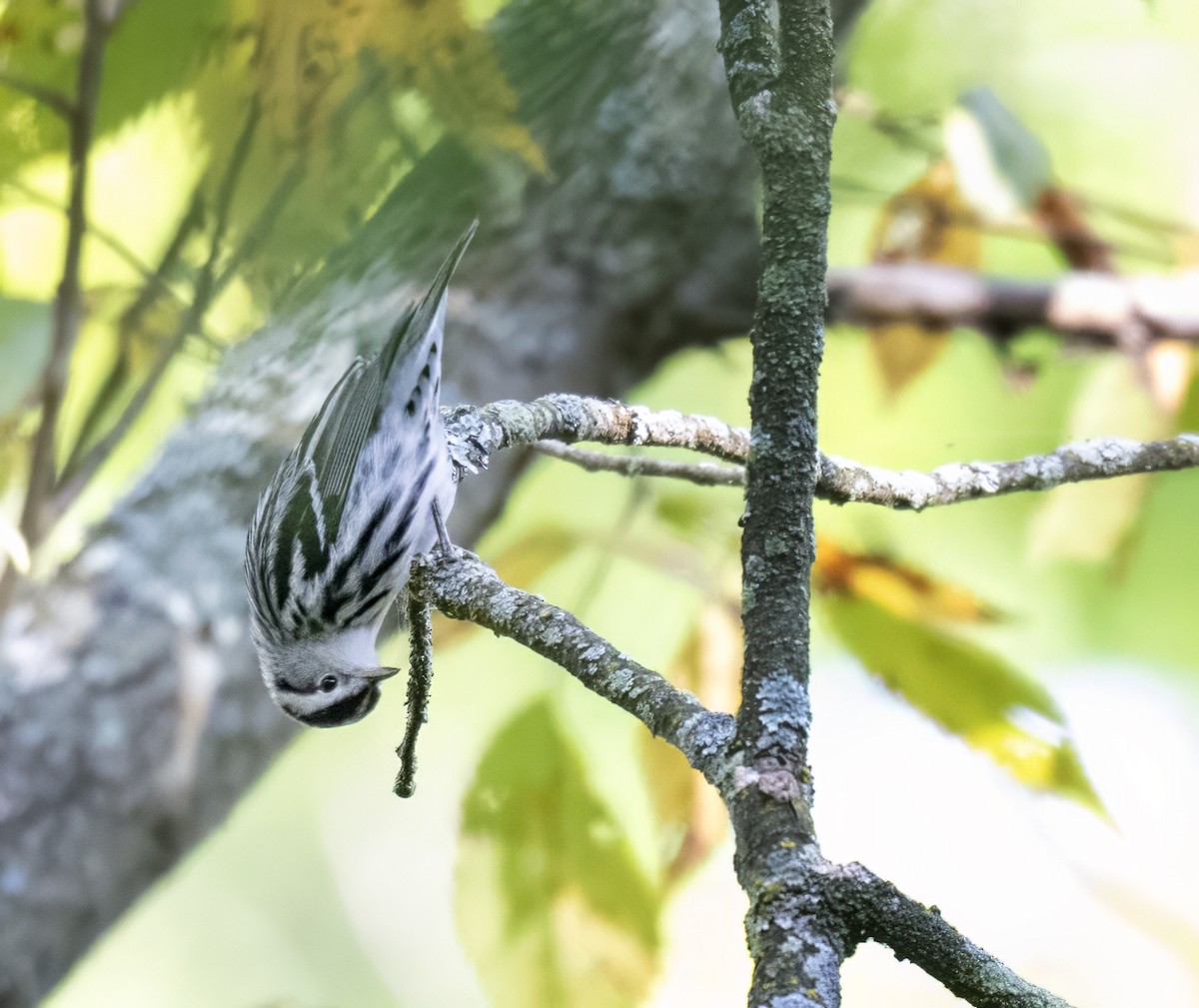 Black-and-white Warbler - ML641446686