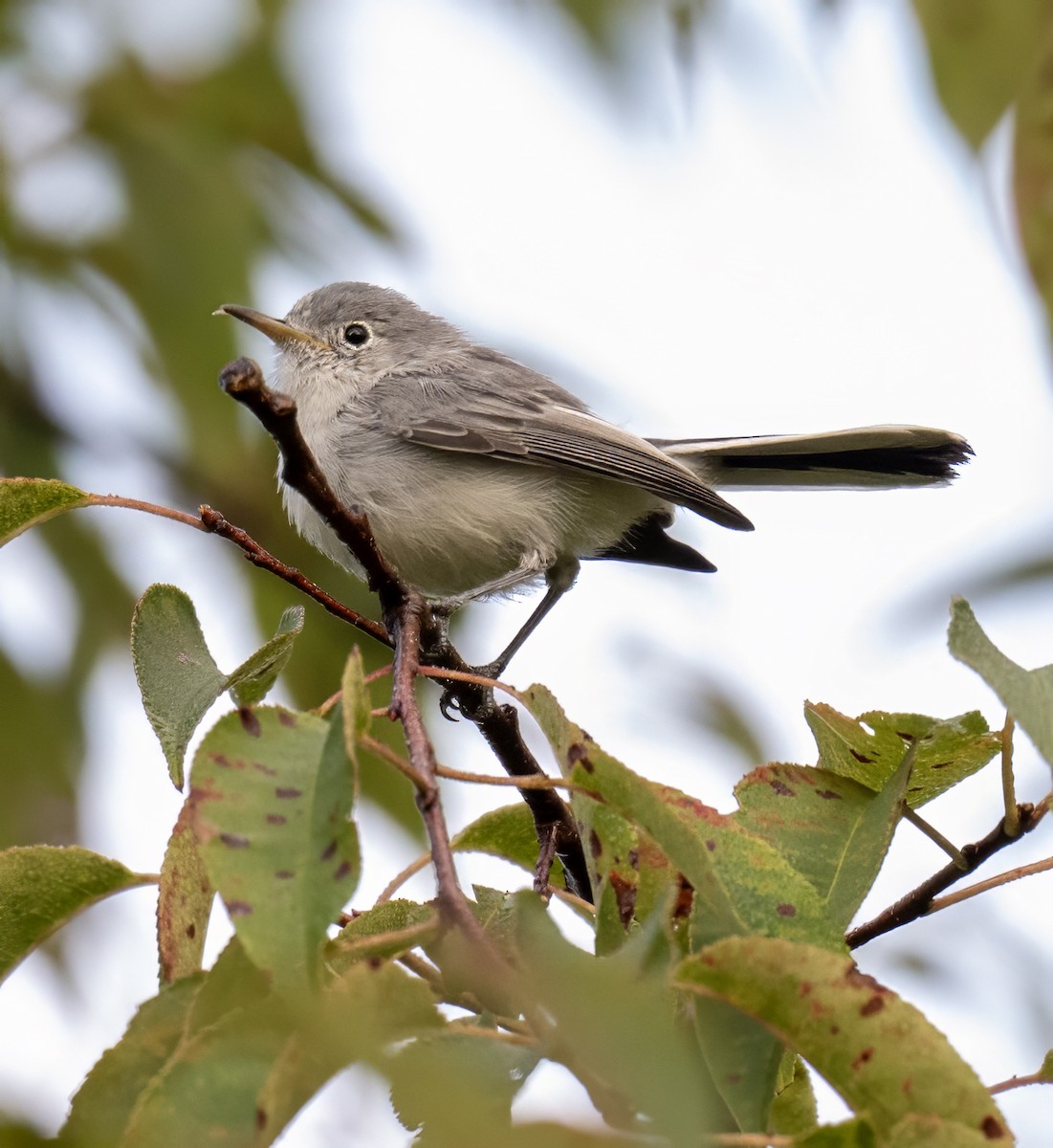 Blue-gray Gnatcatcher - ML641446700