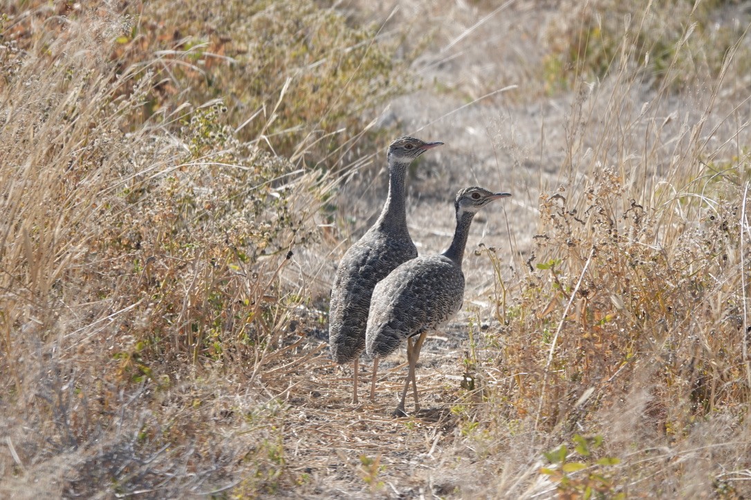 White-quilled Bustard - ML641446708