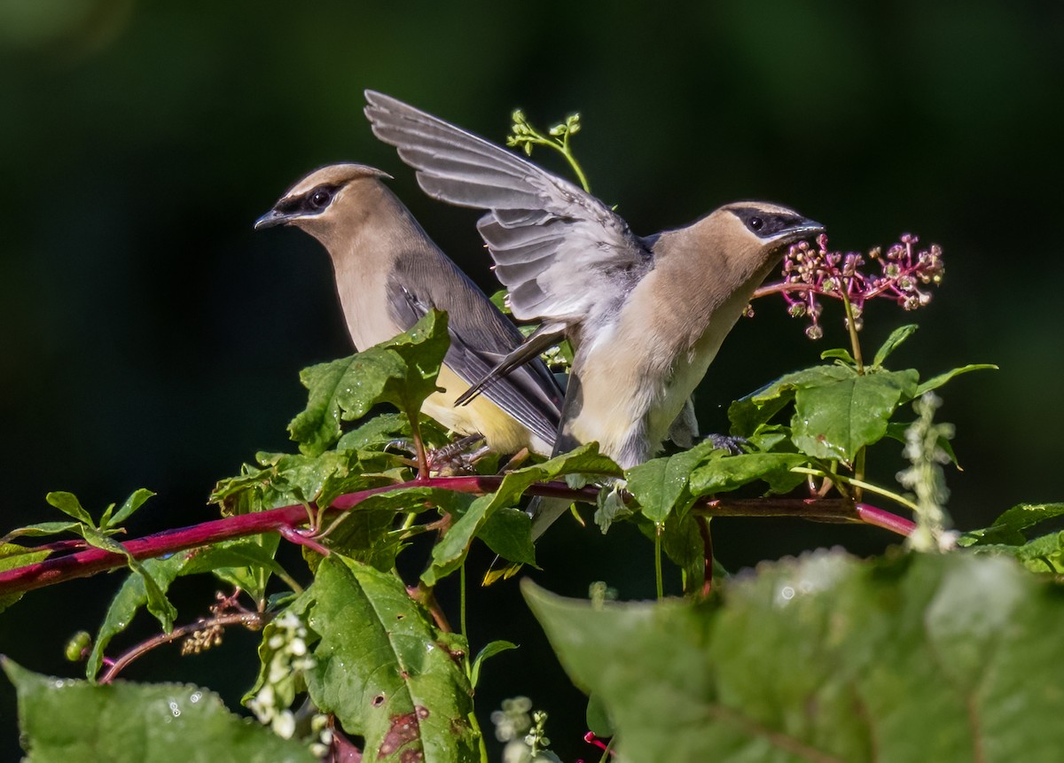 Cedar Waxwing - ML641446715