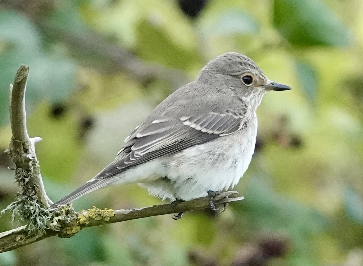 Spotted Flycatcher - ML641446718