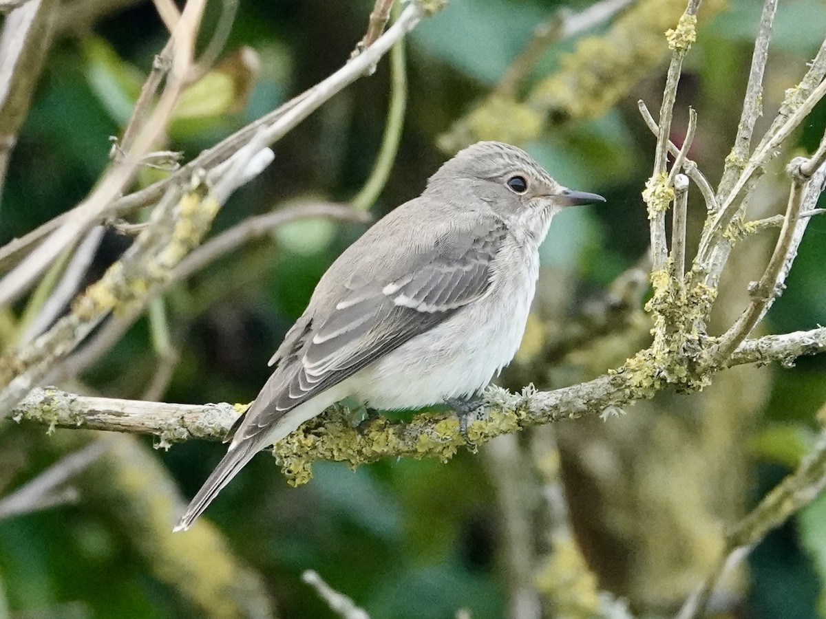 Spotted Flycatcher - ML641446719
