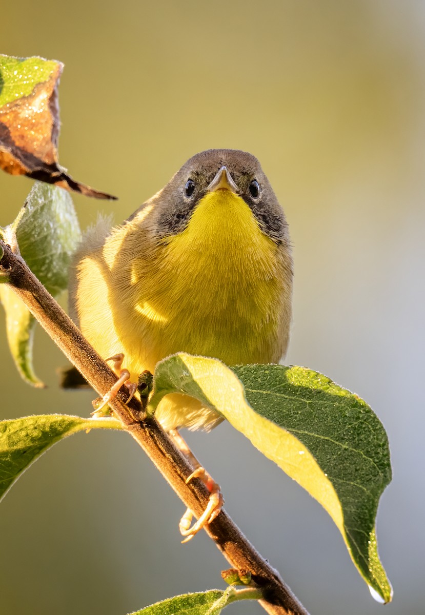 Common Yellowthroat - ML641446722