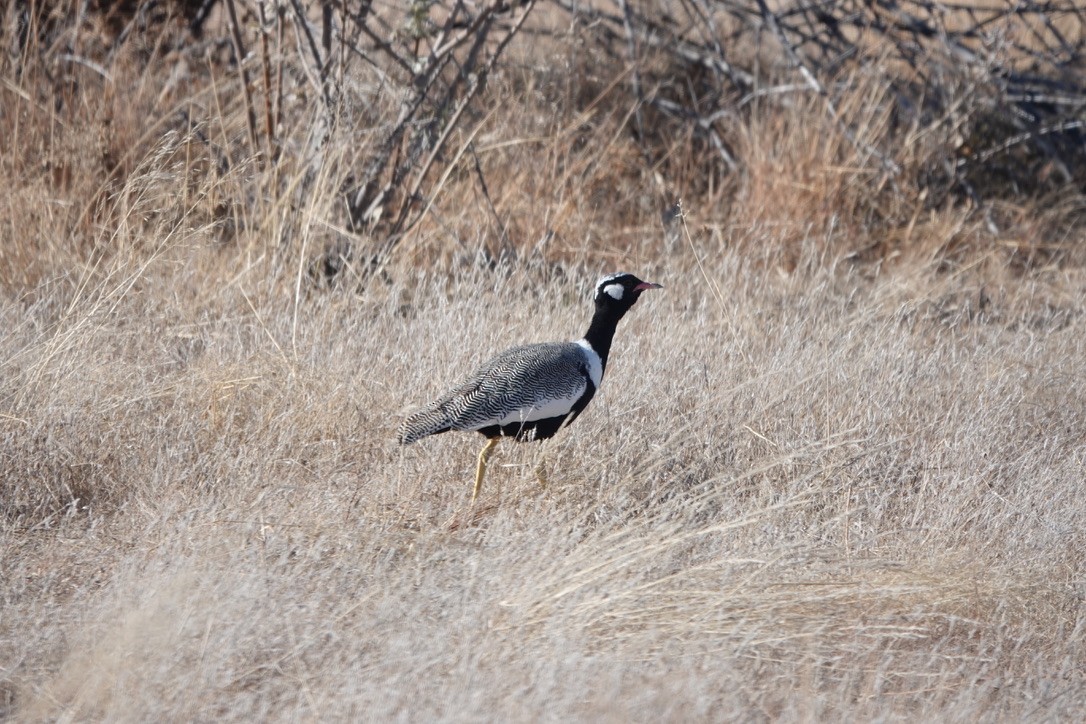 White-quilled Bustard - ML641446728