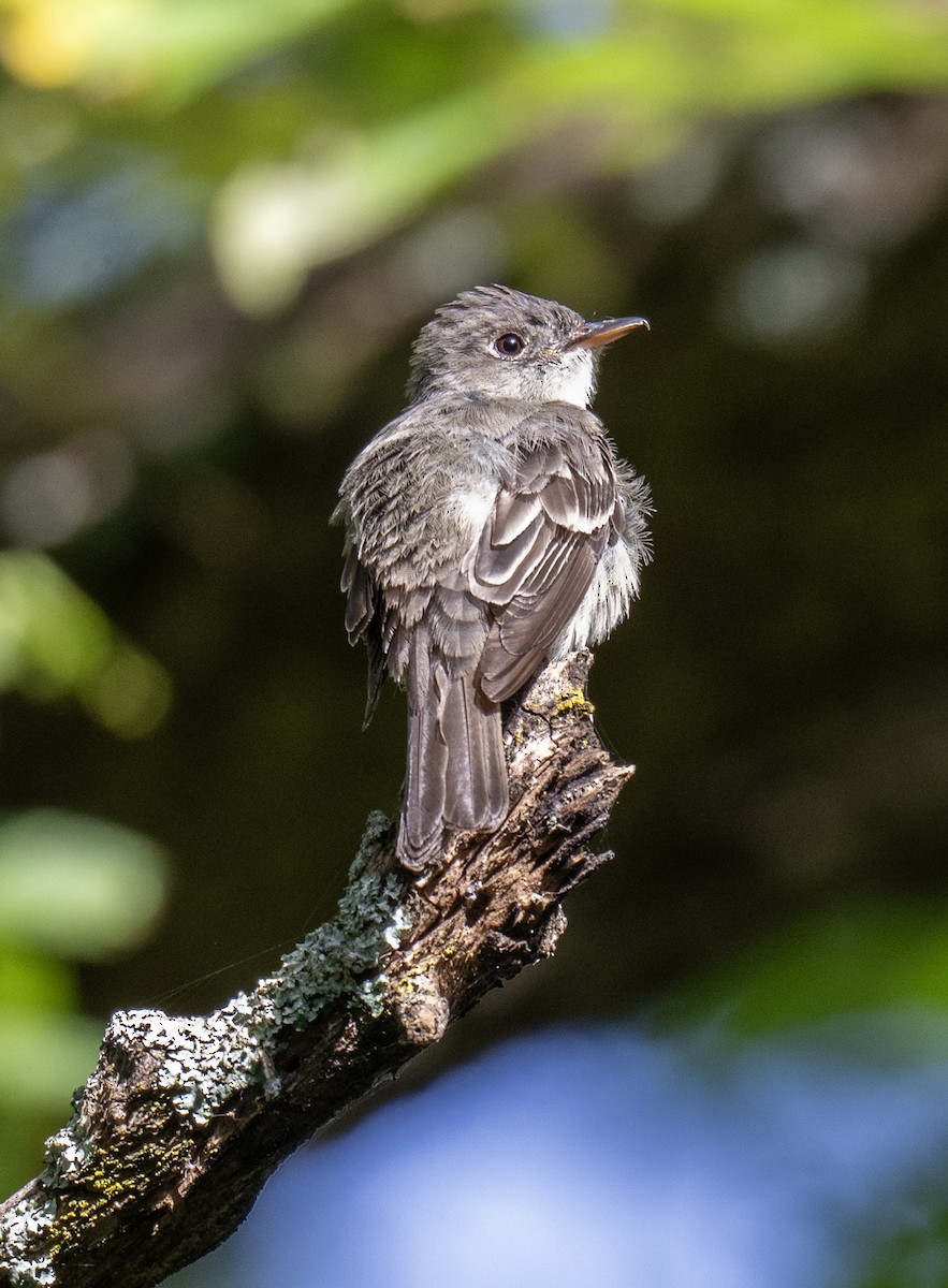 Eastern Wood-Pewee - ML641446729