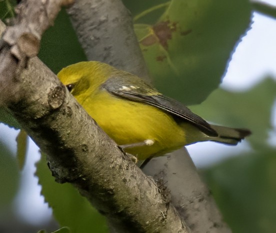 Golden-winged x Blue-winged Warbler (hybrid) - ML641446739