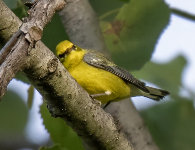 Golden-winged x Blue-winged Warbler (hybrid) - ML641446740