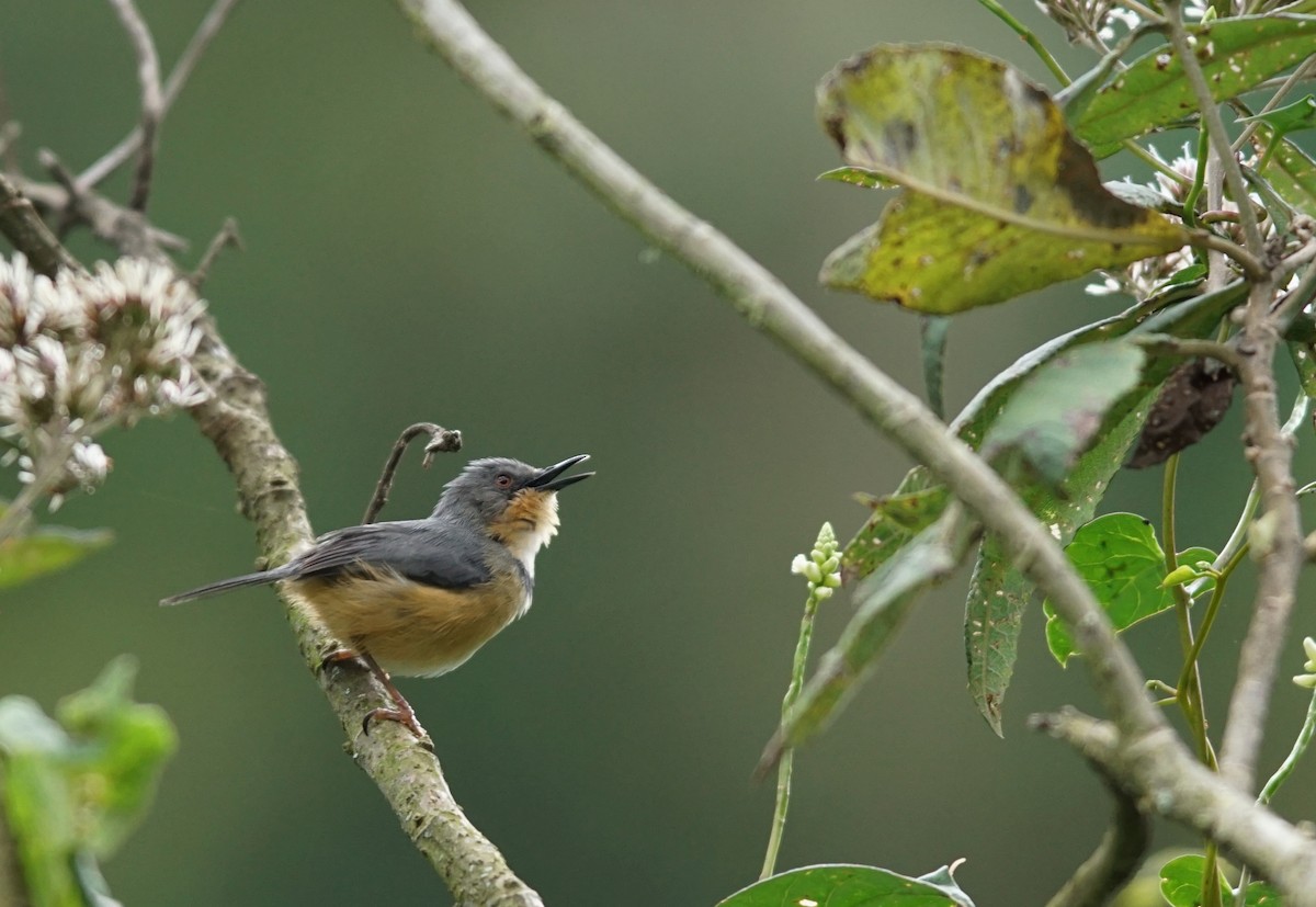 rwenzoriapalis - ML641446743