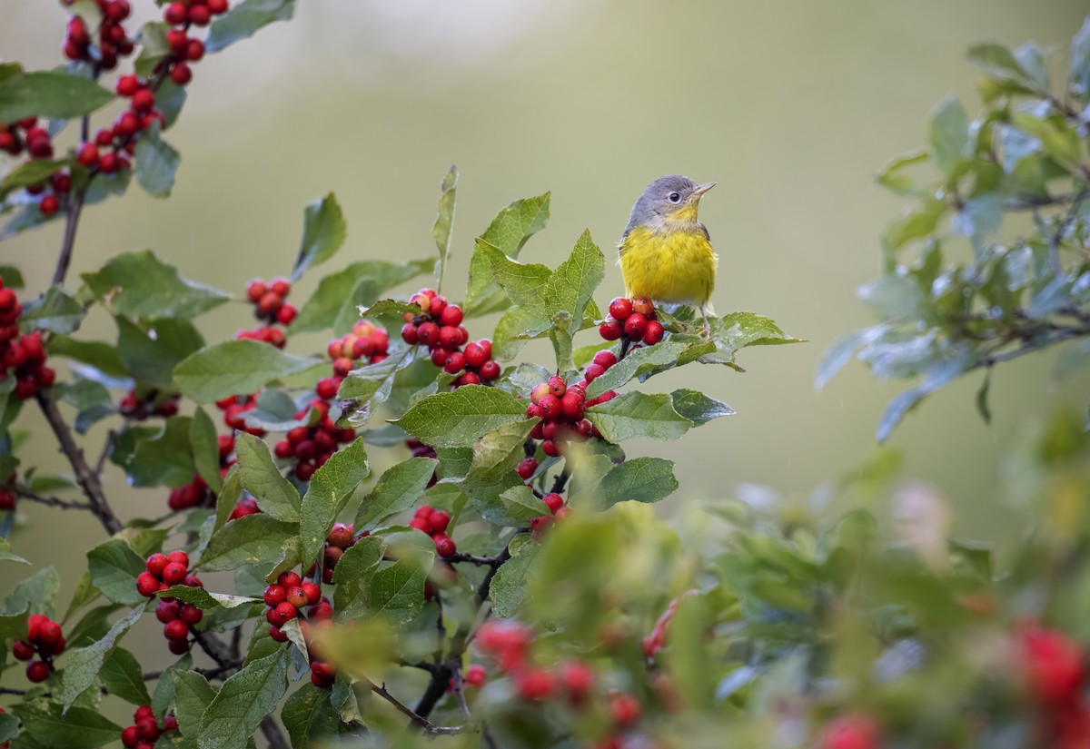 Magnolia Warbler - ML641446744