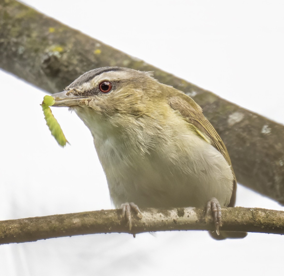 Red-eyed Vireo - ML641446751