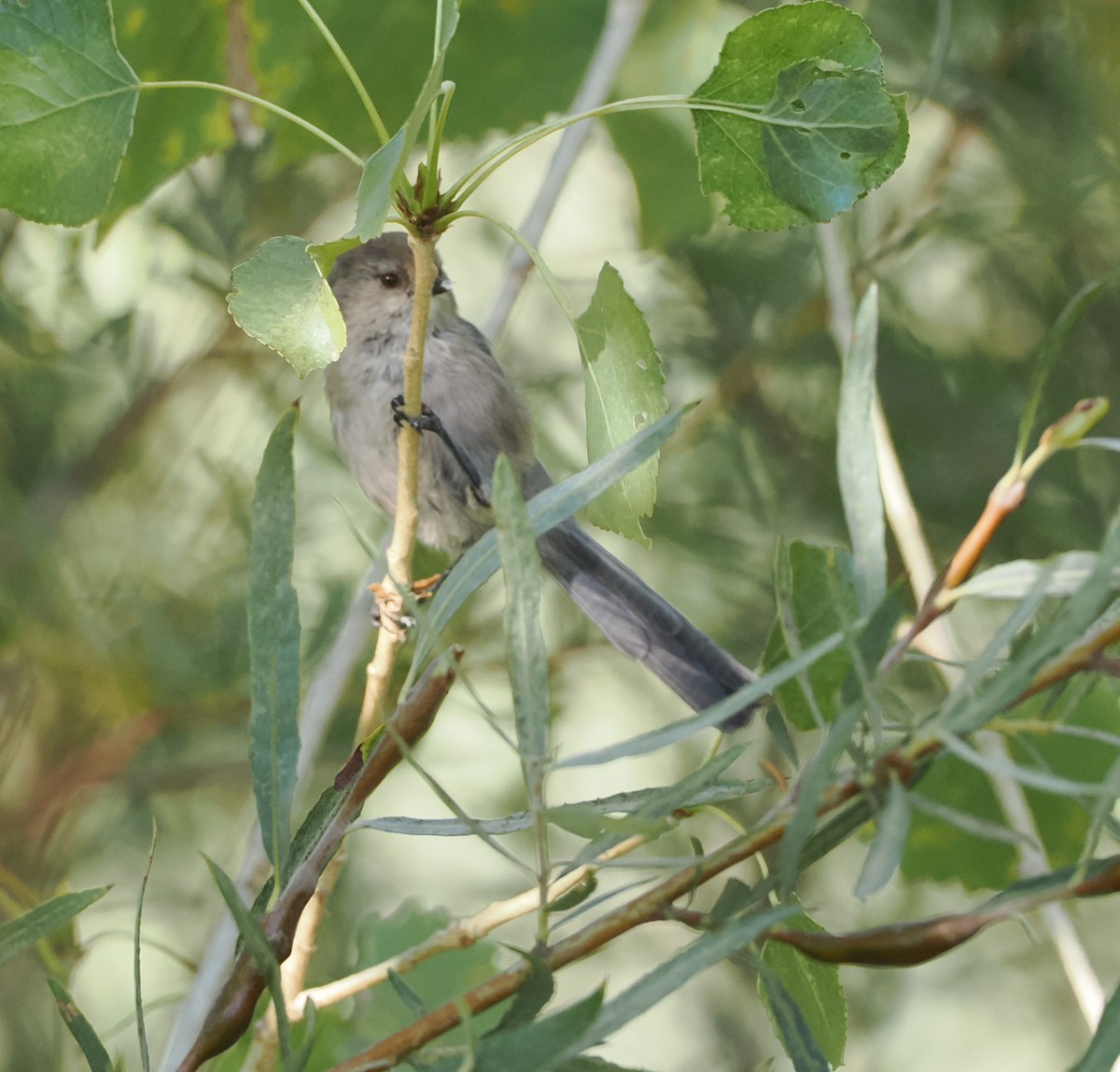 Bushtit - ML641446756