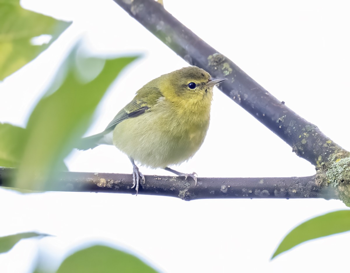 Tennessee Warbler - ML641446757
