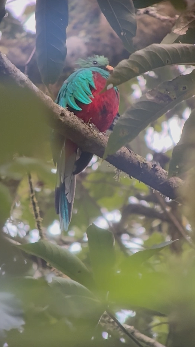 Quetzal resplendissant - ML641446788