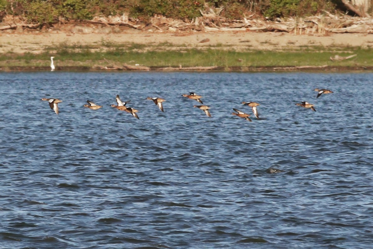 Blue-winged Teal - ML641446897