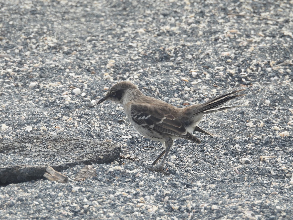 Galapagos Mockingbird - ML641446906