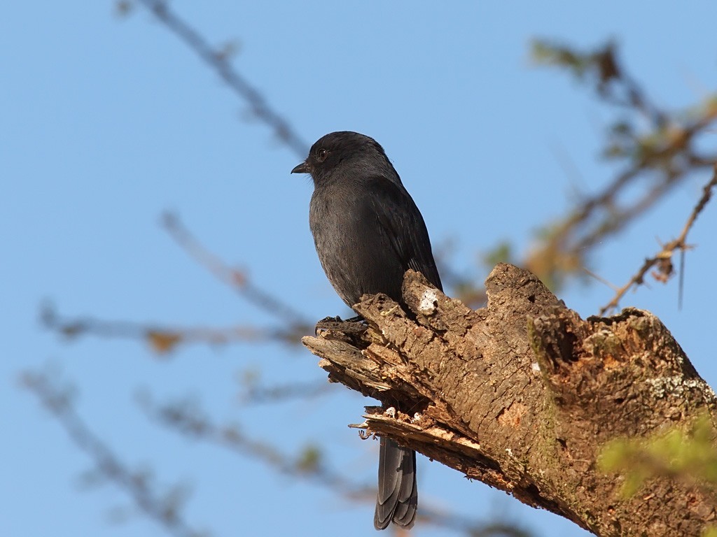 Northern Black-Flycatcher - ML641446909