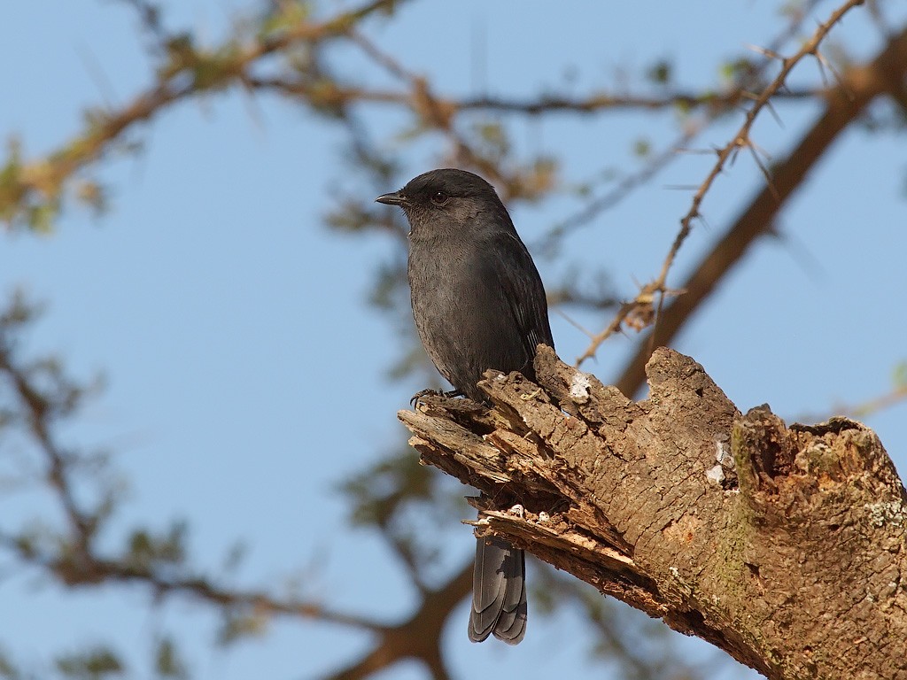 Northern Black-Flycatcher - ML641446910