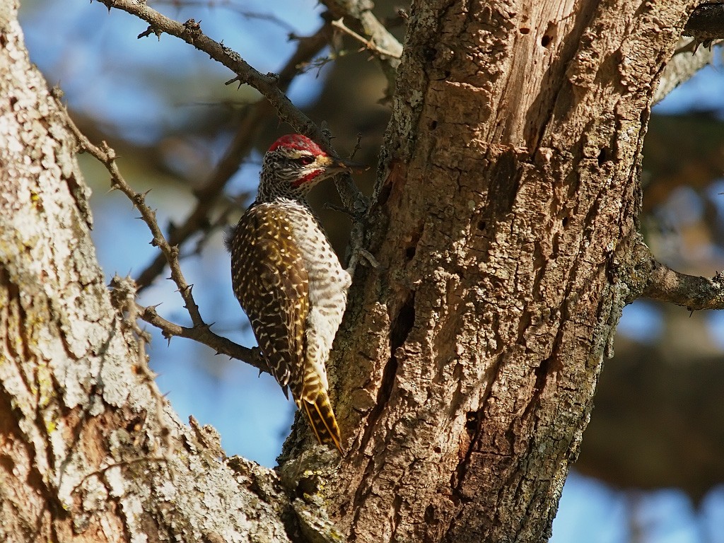 Nubierspecht - ML641446940