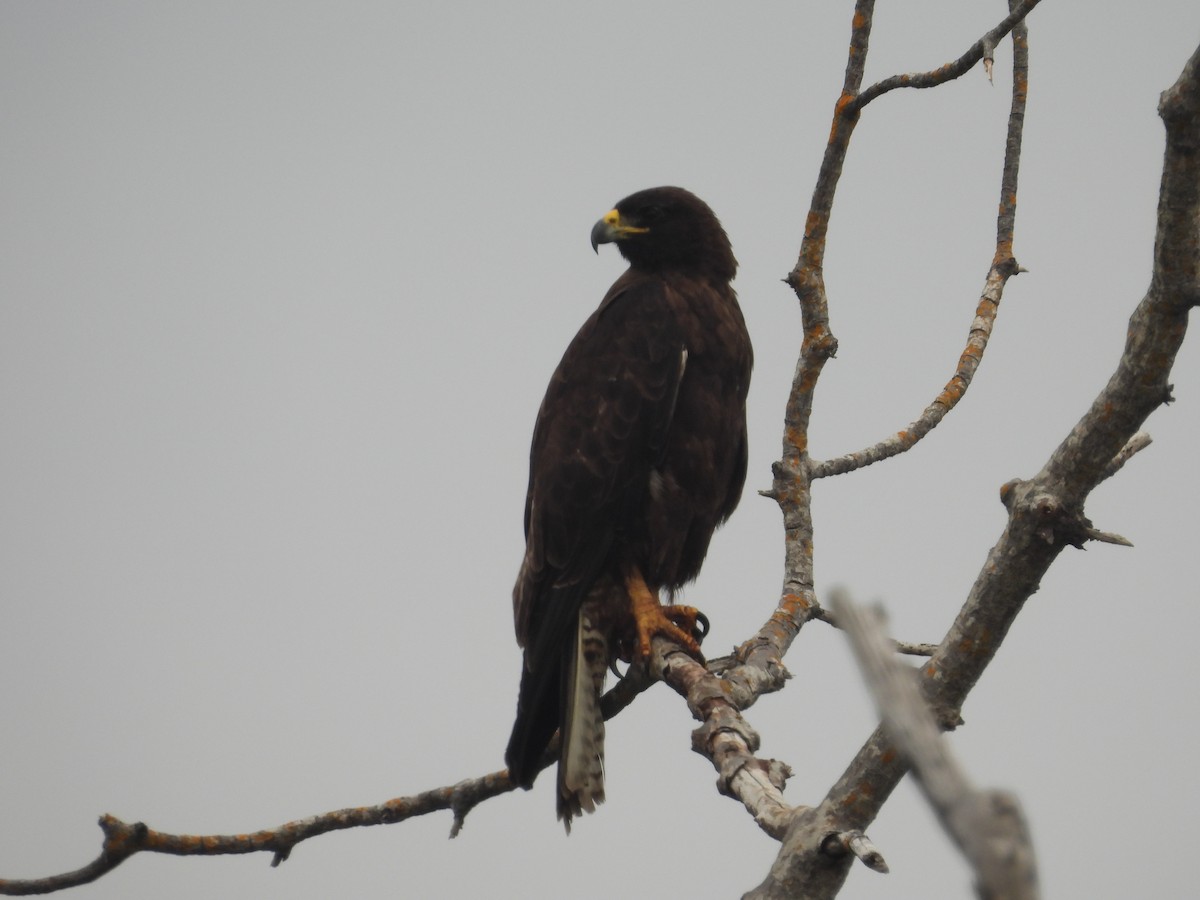 Galapagos Hawk - ML641446963