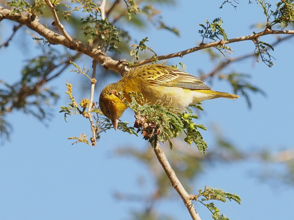 Lesser Masked-Weaver - ML641446967