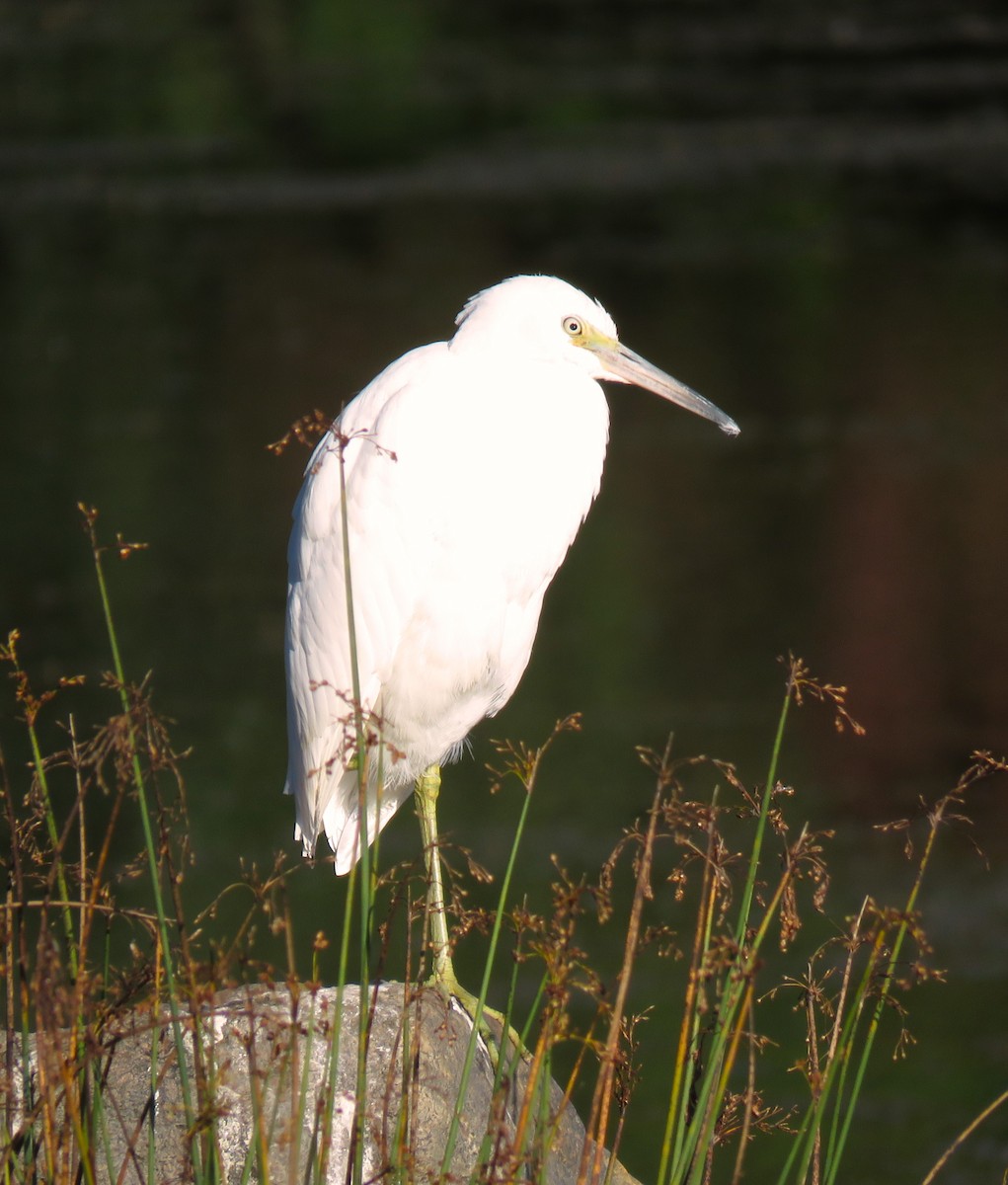 Little Blue Heron - ML641446978
