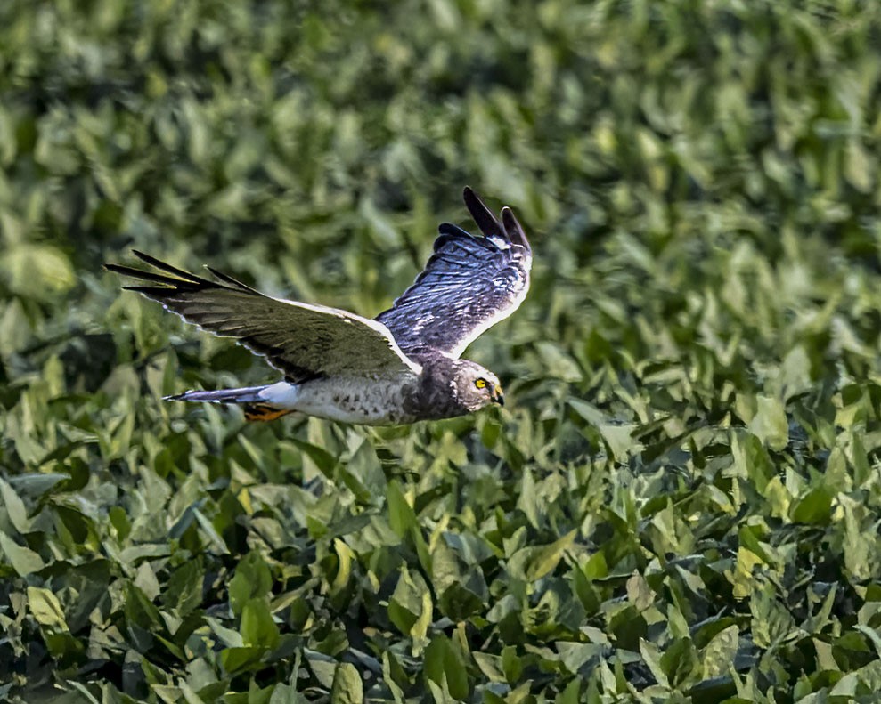 Northern Harrier - ML641446980