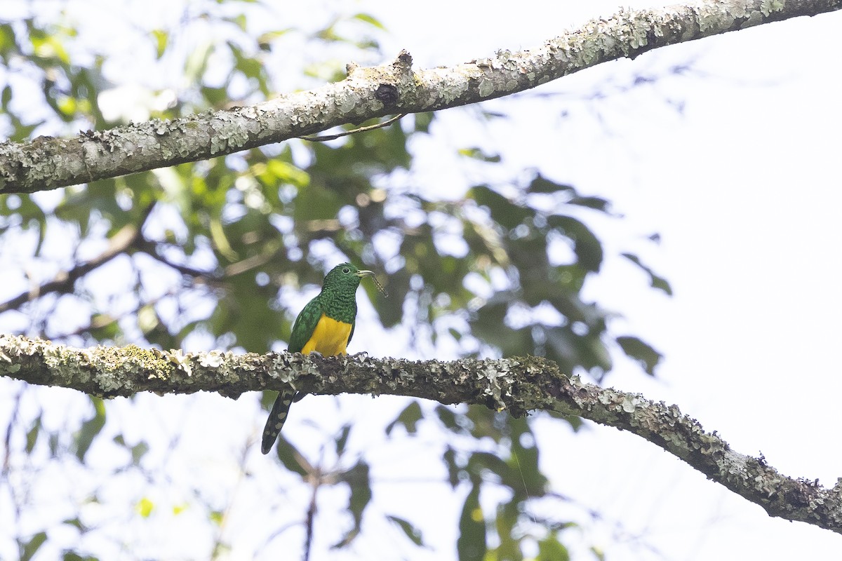 African Emerald Cuckoo (African) - ML641447002