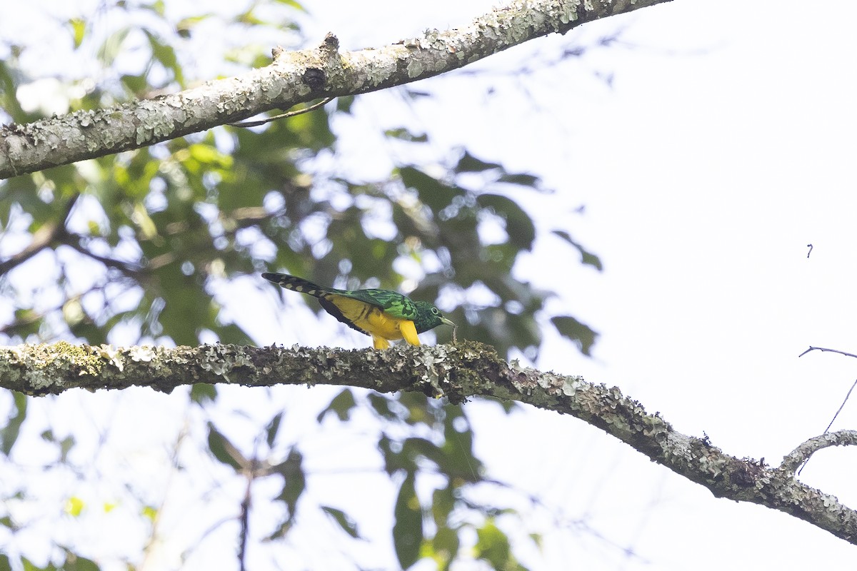 African Emerald Cuckoo (African) - ML641447003