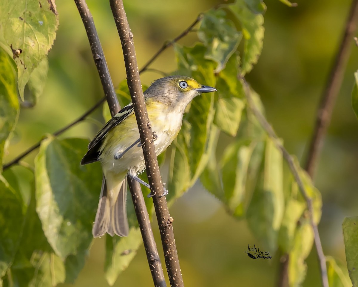 White-eyed Vireo - ML641447007