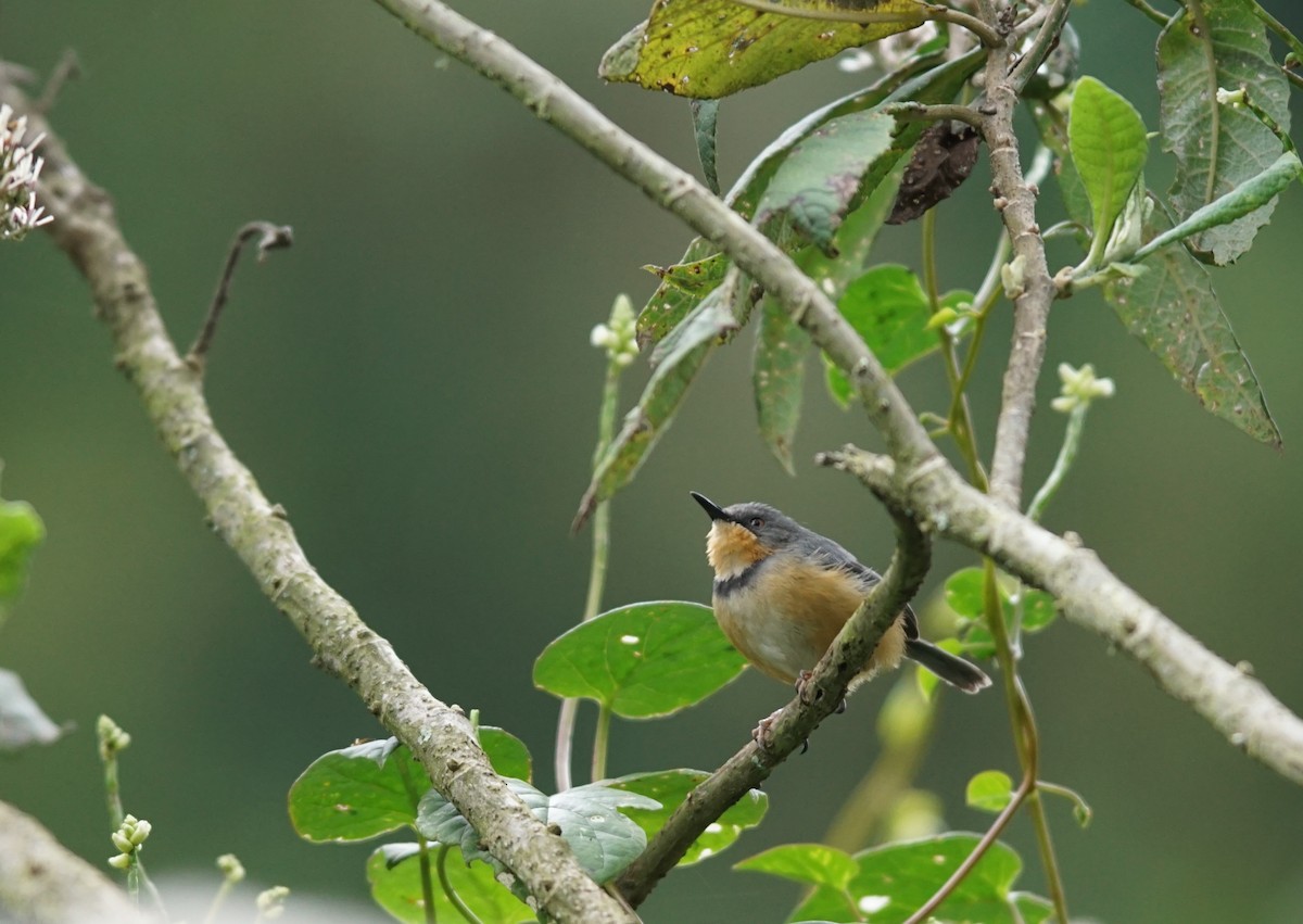 rwenzoriapalis - ML641447021