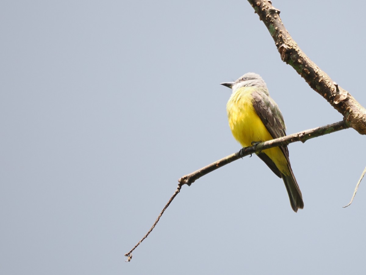 Tropical Kingbird - ML641447045