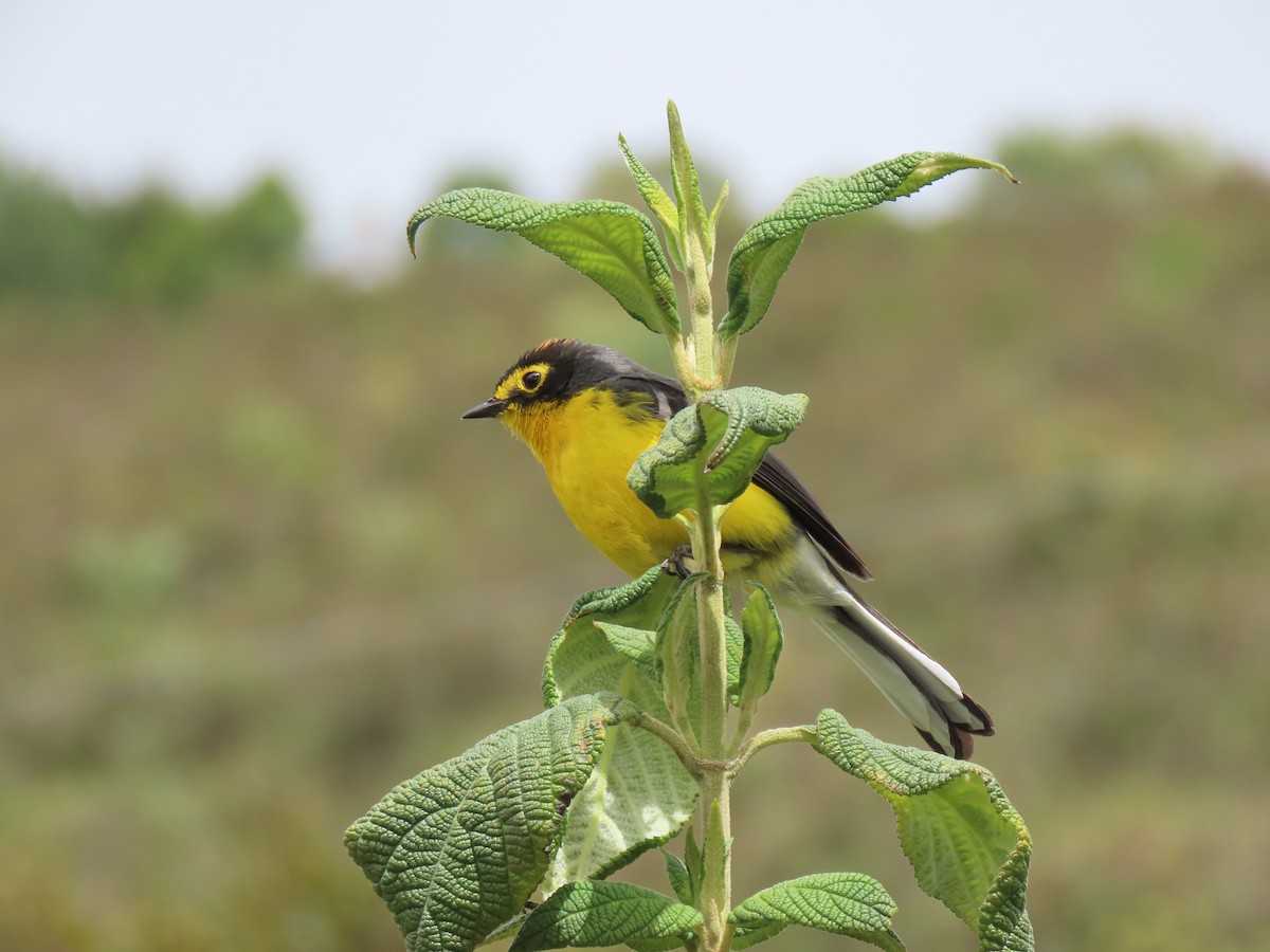 Spectacled Redstart - ML641447047