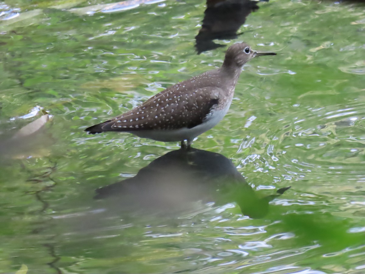 Solitary Sandpiper - ML641447048