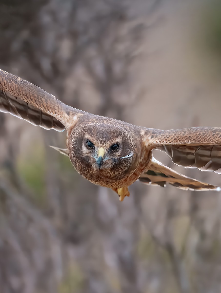 Northern Harrier - ML641447053